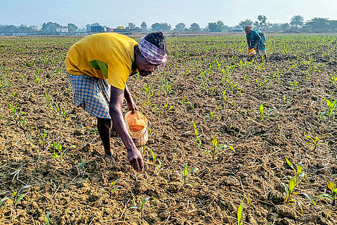 A farmer applies fertiliser to maize crops in his field on the outskirts of Jagdalpur, in Bastar district, Chhattisgarh.