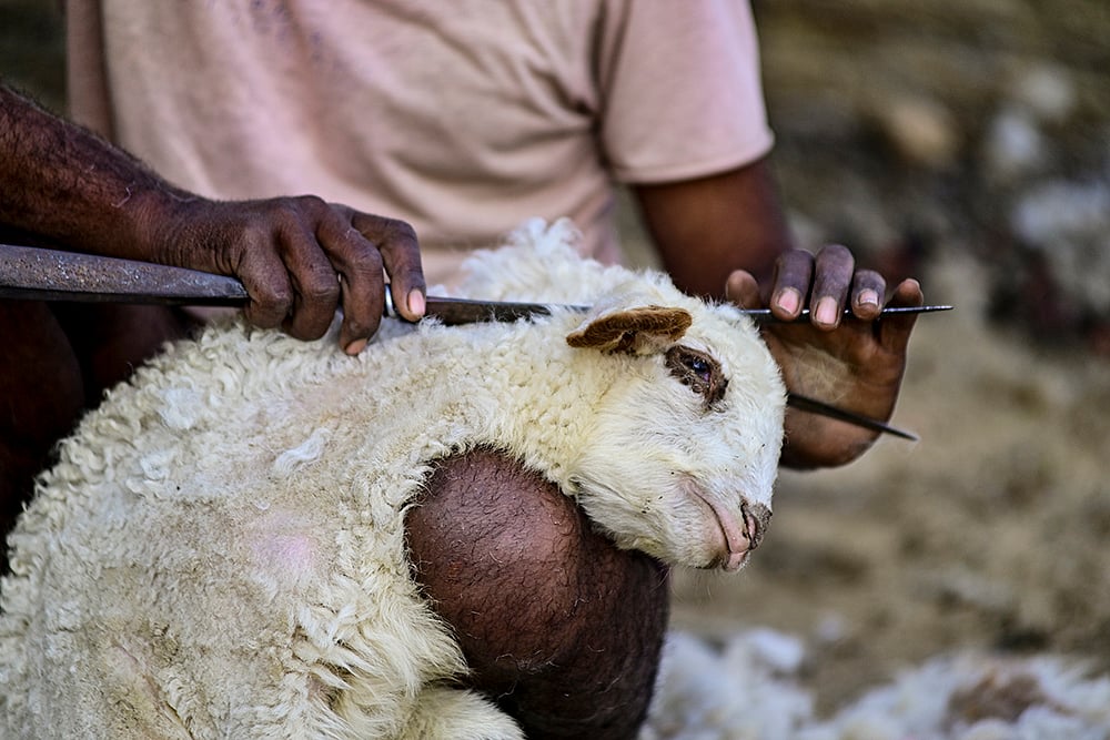 Traditional wool shearing in Prayagraj