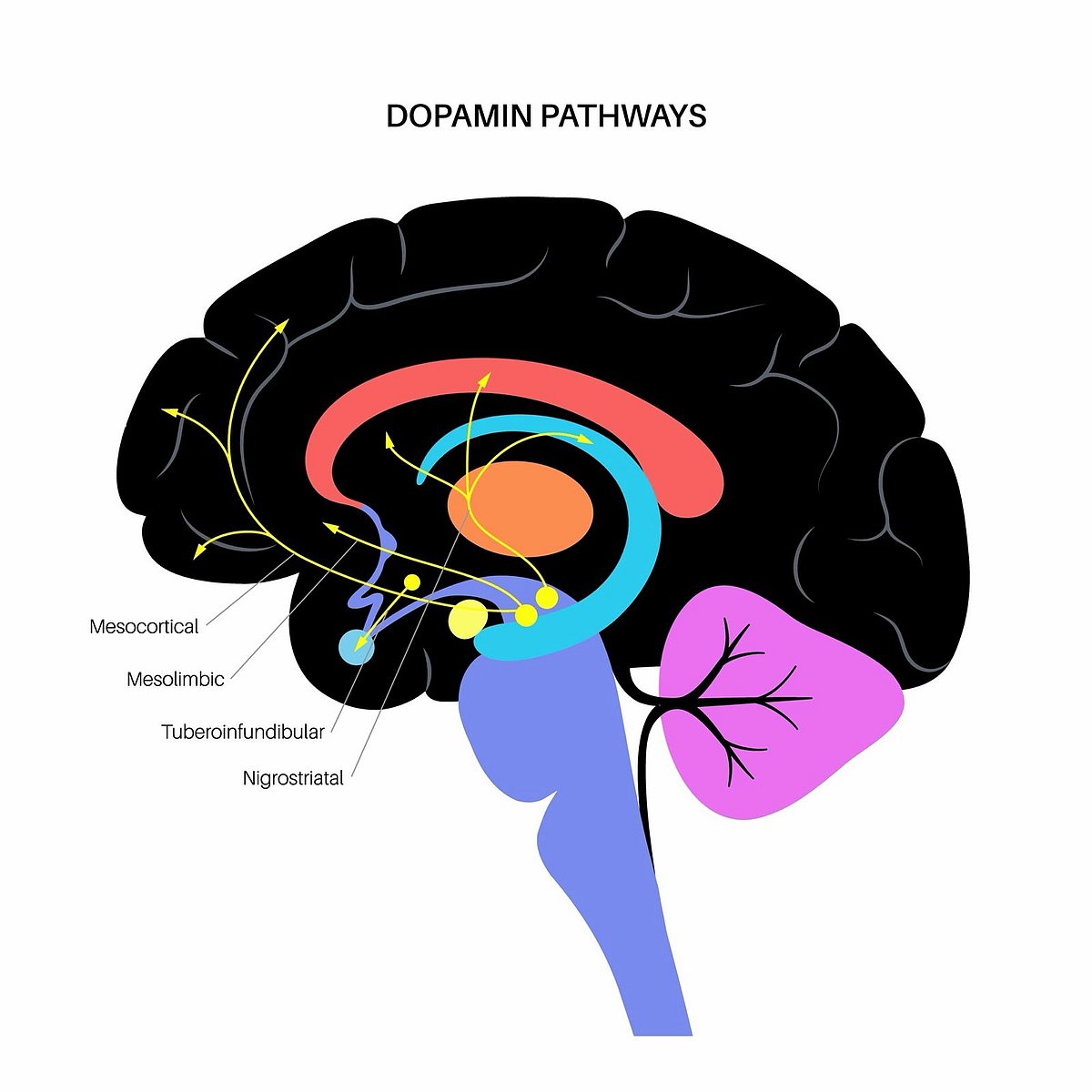 Dopamine Pathways Infographic