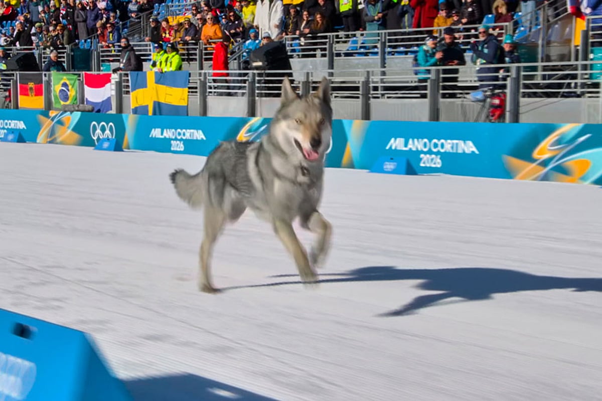 Milano Cortina 2026 Winter Olympics