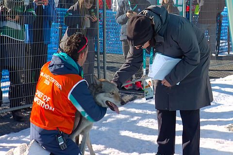 In this image taken from video provided by Olympic Broadcasting Services, OBS, an official holds a dog after it ran onto the track near the finish during the heats of the cross-country skiing women's team sprint free at the 2026 Winter Olympics, in Tesero, Italy.