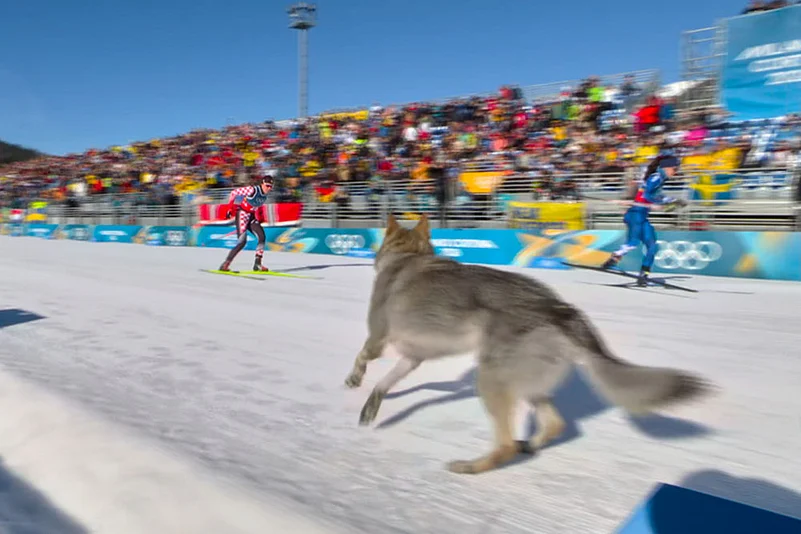 Milan Cortina Olympics Cross Country Wolfdog
