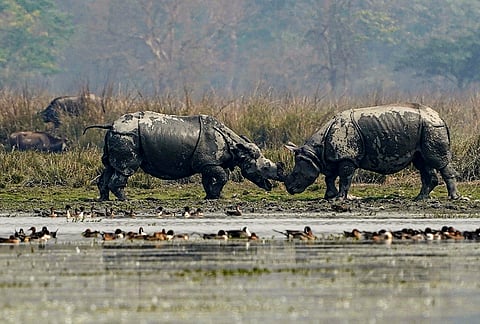 Two one-horned rhinoceroses lock horns at Pobitora Wildlife Sanctuary, in Morigaon district of Assam.