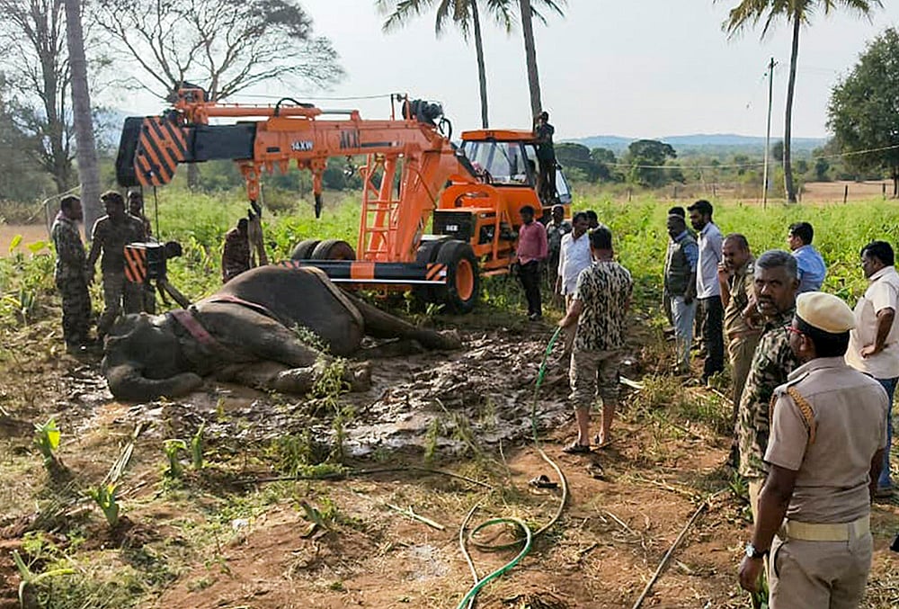Sick elephant found at a farmland in TNs Erode district