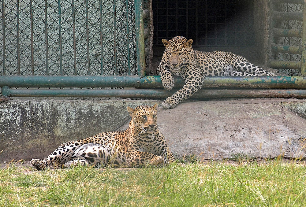 Leopards at at Sarthana Nature Park zoo