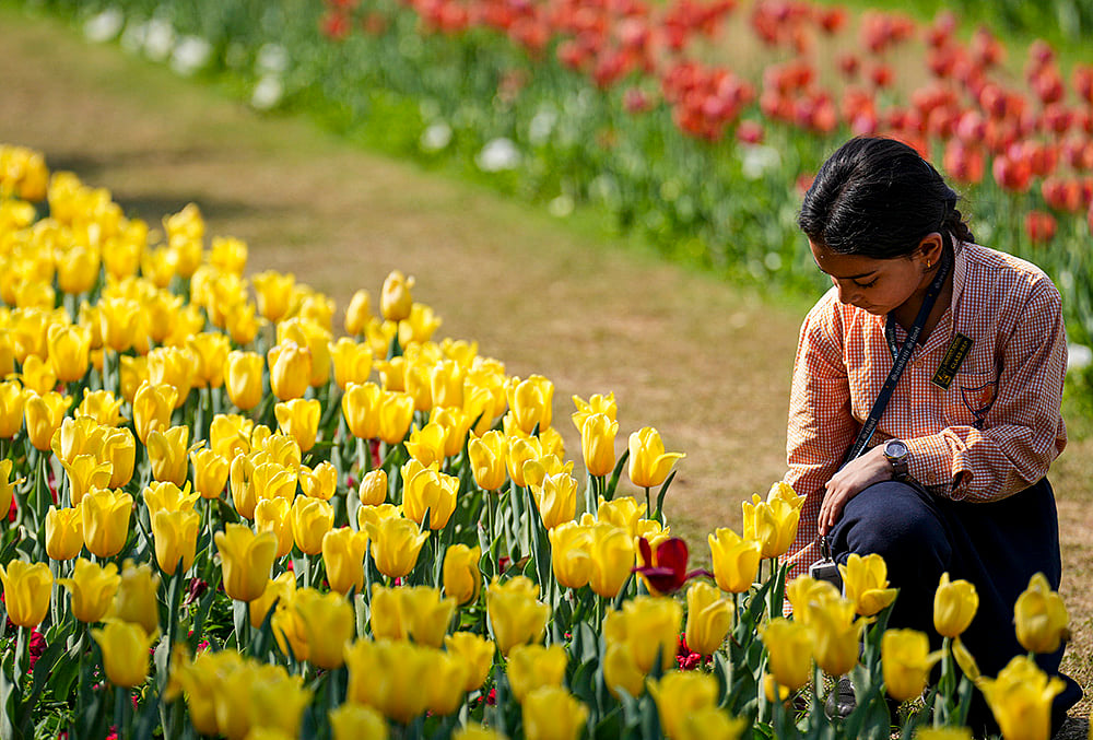 Tulip Festival 2026