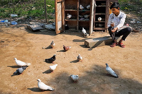 Vikas sits beside his pigeon coop in Yamuna Khadar, tending to the birds.