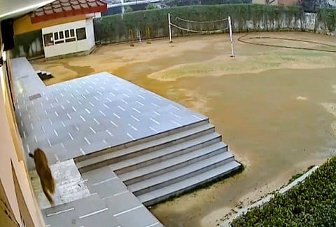 A leopard seen roaming inside the premises of Green Field Public School Govindpuram, in Ghaziabad.