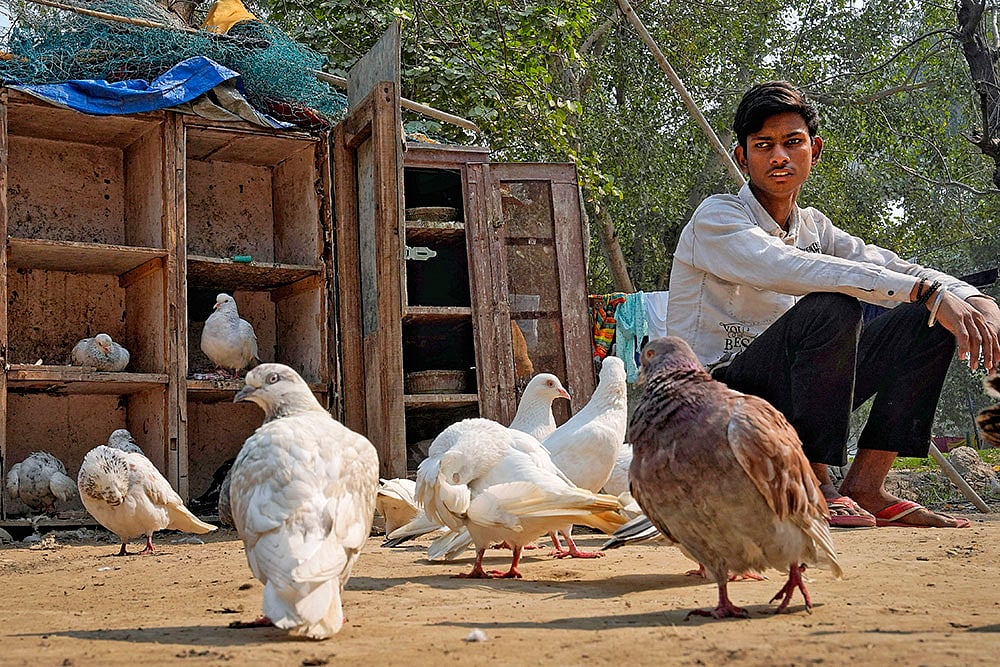 Harmony between humans and birds