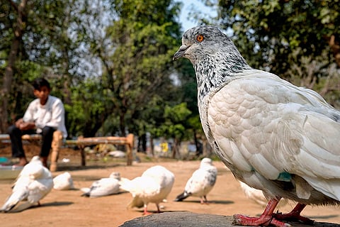 Vikas piegon living in harmony.