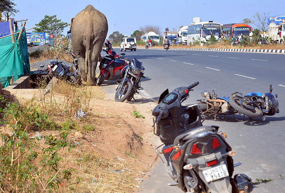 Ranchi: Wild elephant enters the city