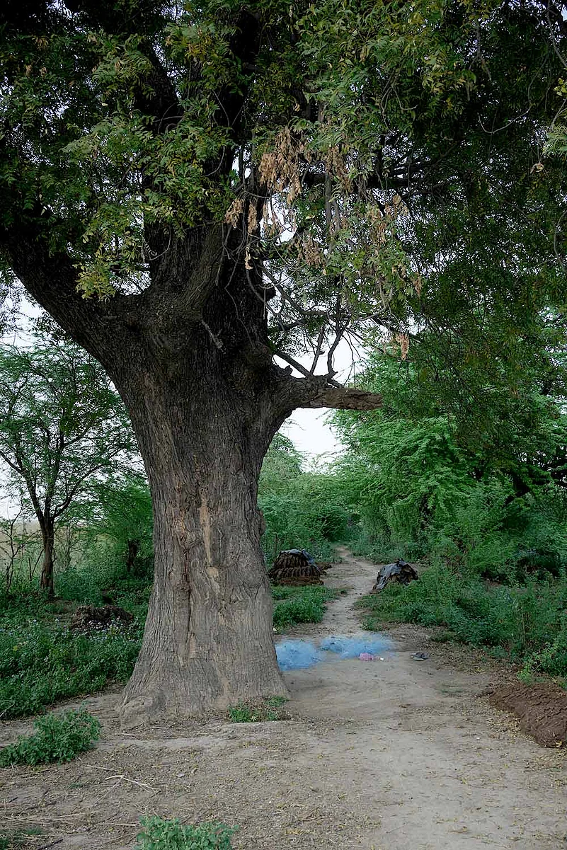 Phoolan Devi Photostory - A tree where Phoolan would leave her troops to enter the village