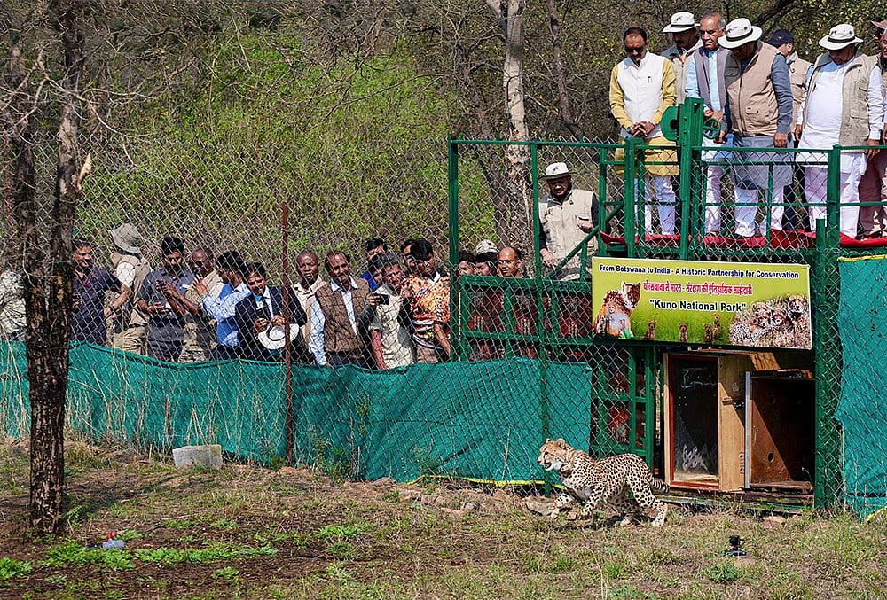 9 cheetahs from Botswana released in MPs Kuno National Park
