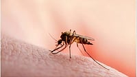 A mosquito bitting on skin