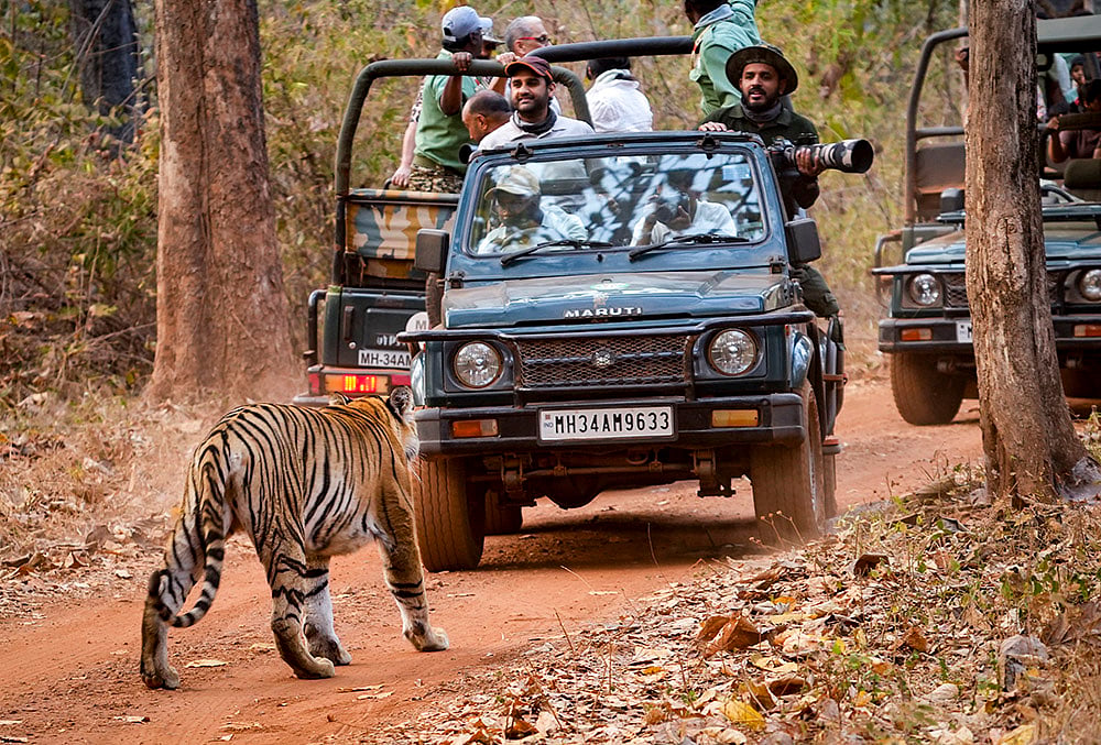 | Photo: PTI/Vijay Joshi : Tourists sitting in packed Gypsy vehicles watch as a tiger named 'Chhota Dadiyal', known for its prominent cheek hair, passes through at the Tadoba-Andhari Tiger Reserve, in Chandrapur, Maharashtra.