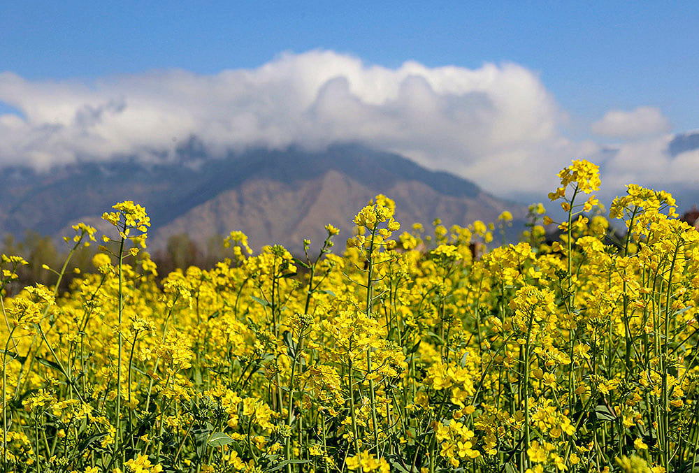Standalone: Mustard flowers