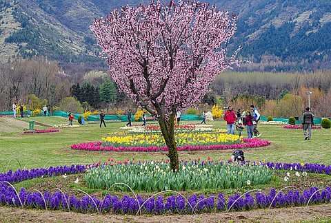 People visit the Indira Gandhi Memorial Tulip Garden after it opened to visitors, in Srinagar.