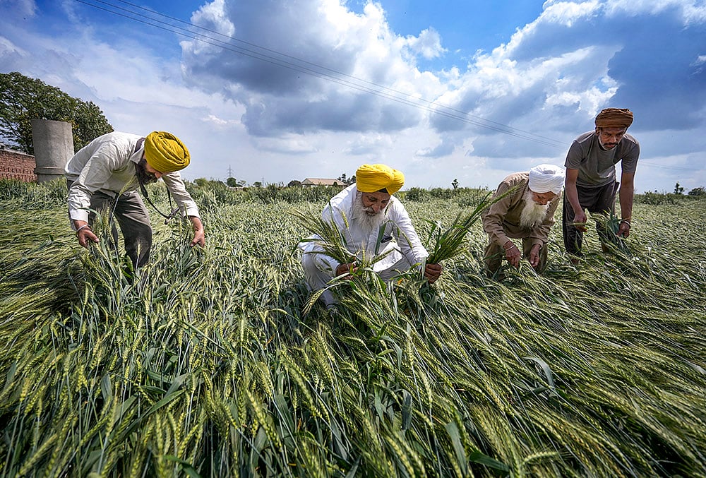 Crops damaged due to unseasonal rains