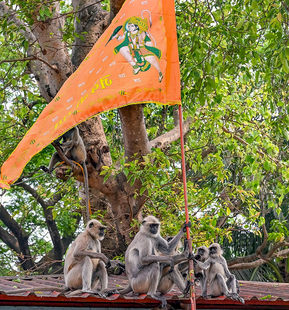 Langurs hold a flag