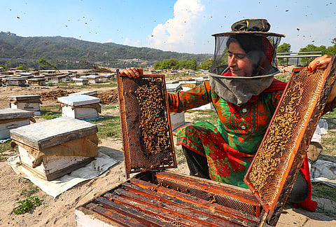 A worker checks  beehives at an apiary near the Tawi river, on the outskirts of Jammu.