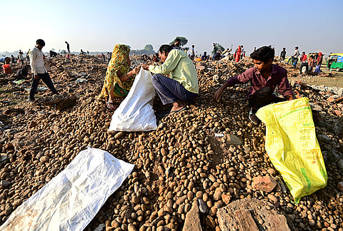 People fill bags with potatoes, salvaged from debris after a portion of a cold storage collapsed on Monday, in Prayagraj. At least four labourers were killed and 14 were injured in the incident, the collapse also triggered an ammonia gas leak from the facility. 