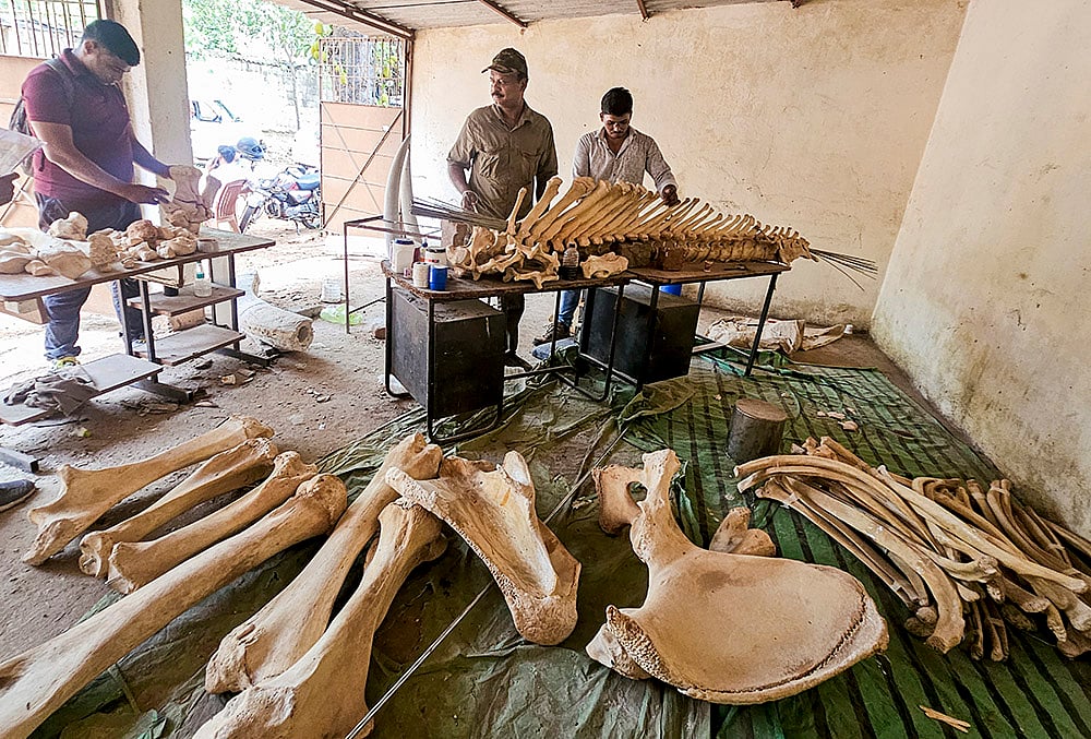 Prep for Tusker Ramus skeleton display in Odisha