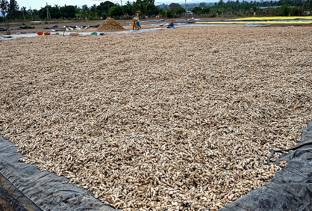 Agriculture: Gingers harvest after rainfall