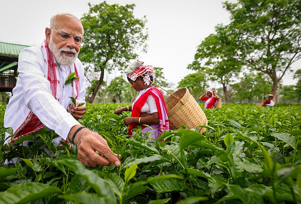 PM Modi plucks tea leaves with women workers 