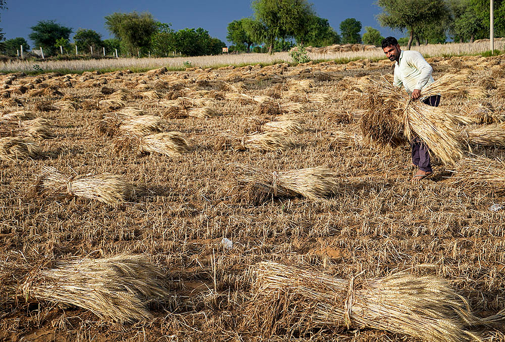 Agriculture: Wheat harvest in Haryana