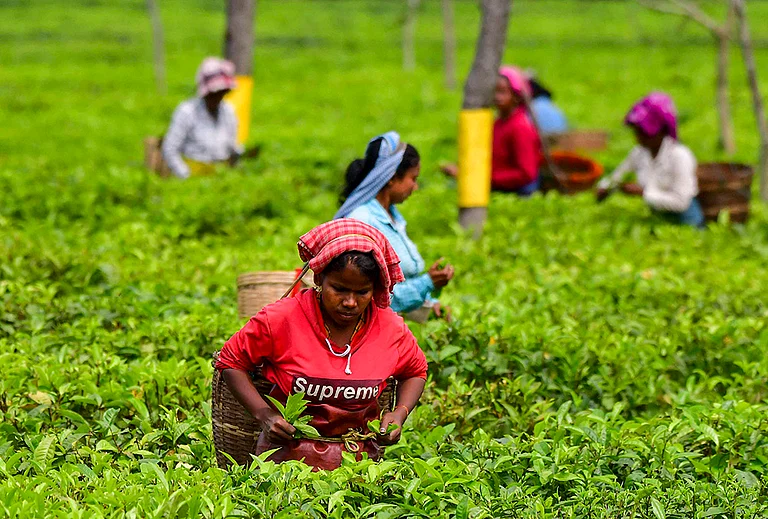 Workers pluck tea leaves at a tea plantation, in Biswanath district, Assam. - | Photo: PTI