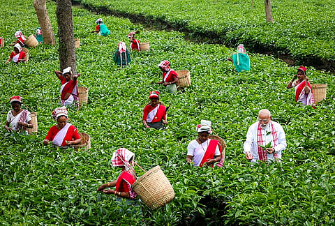 Prime Minister Narendra Modi plucks tea leaves with women workers at a tea garden, in Dibrugarh, Assam. 