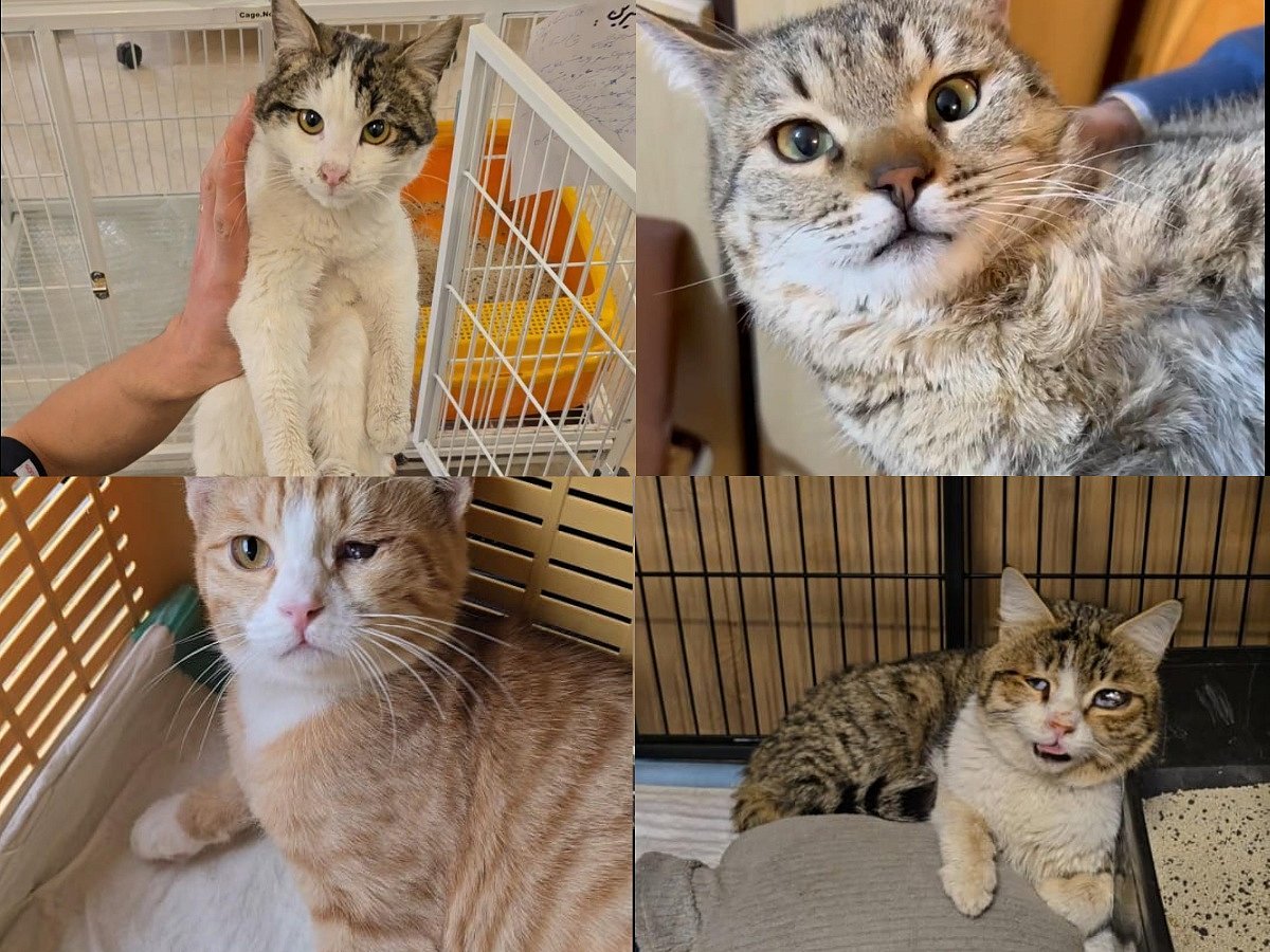 Special Arrangement  : In the Shadow Of Bombs, A Single Iranian Quietly Rescues Cats