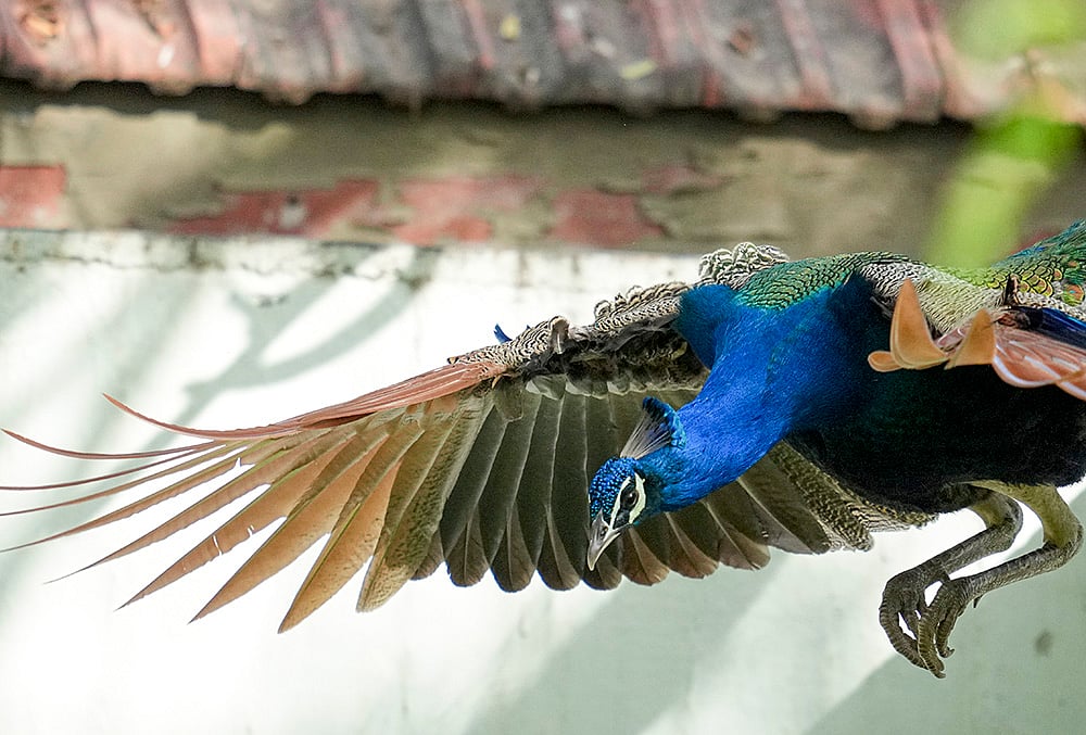 Peacock in Ahmedabad