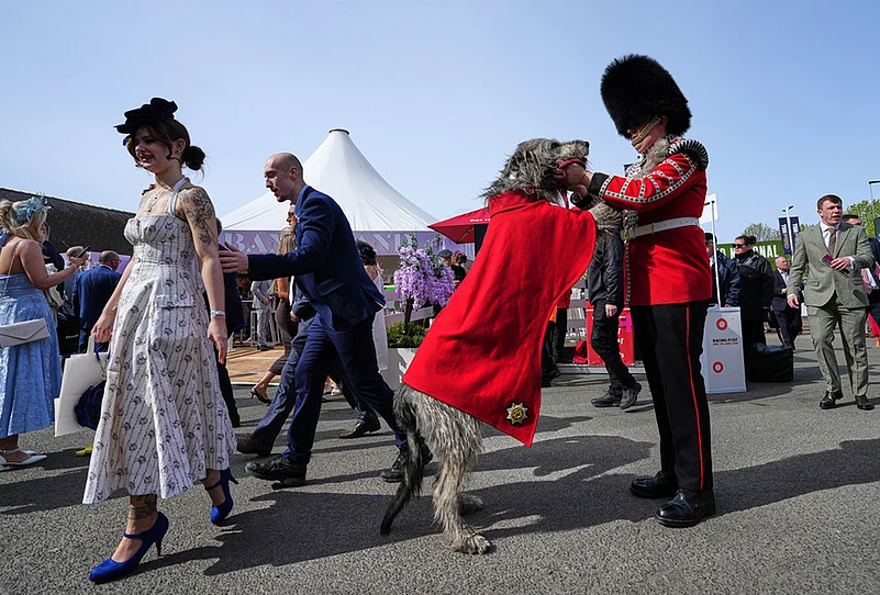 Grand National Festival 2026 Ladies Day At Horse-Racing Meet-Seamus, an Irish Wolfhound