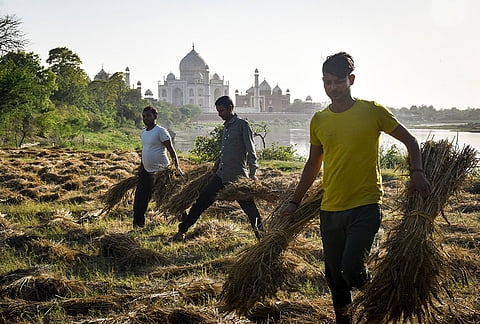 Farmers carry bundles of harvested wheat from a field along the Yamuna riverbank with the Taj Mahal in the background, in Agra.
