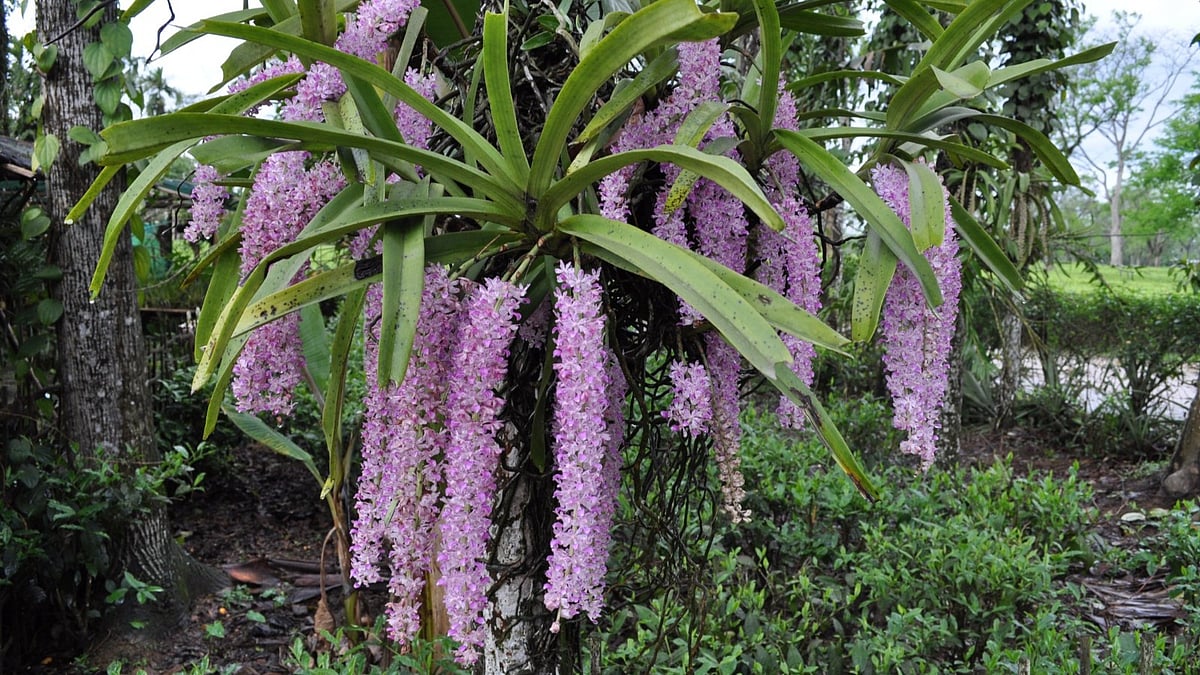 Beautiful, drooping clusters of foxtail orchids.  - Khyanjeet Gogoi