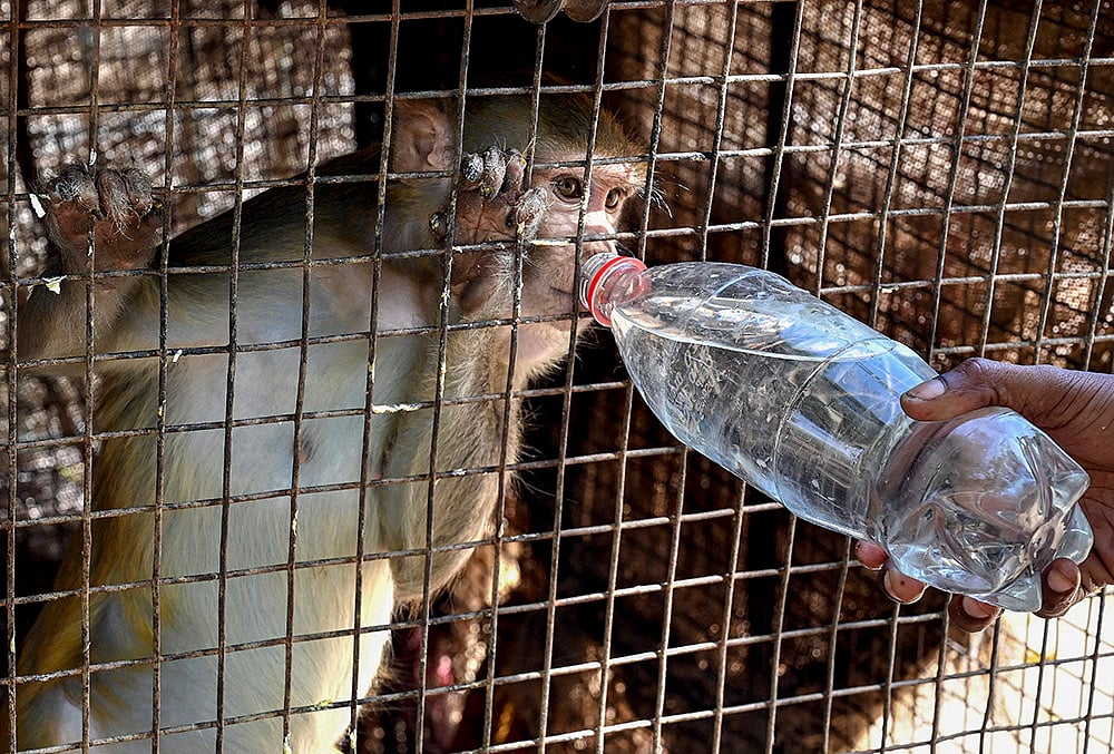 Weather: Summer day at a rescue centre in Bikaner