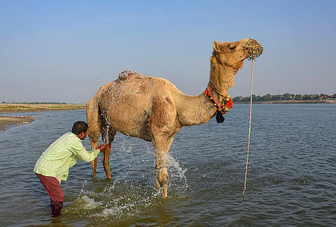A herder bathes a camel in the Ganga river amid heat during the summer season, in Mirzapur, Uttar Pradesh.