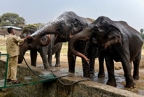 Hyderabad: A caretaker sprinkles water on elephants amid heat during the summer season, at Nehru Zoological Park, in Hyderabad, Telangana.