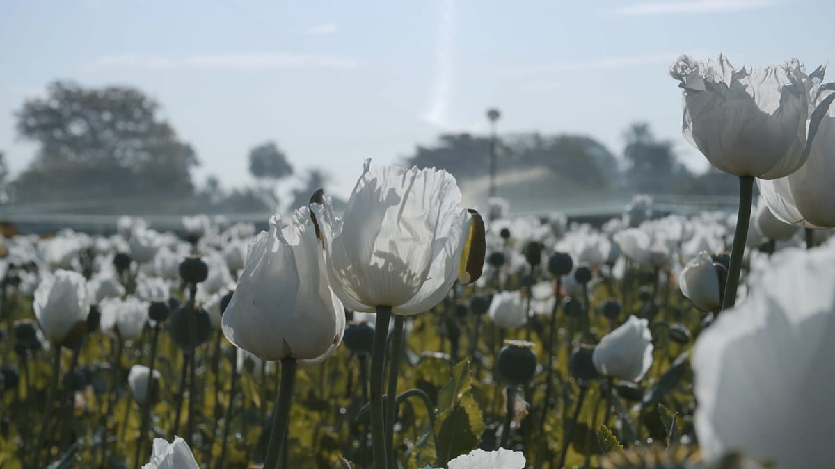 I, Poppy still
