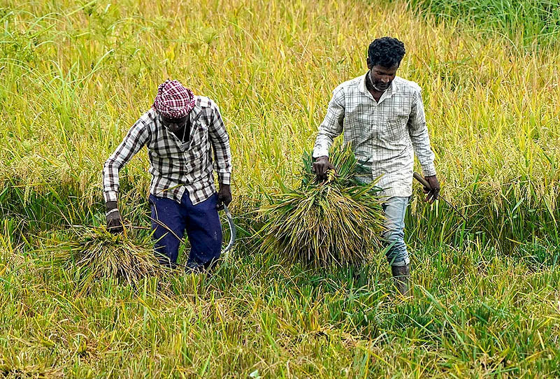 Agriculture: Boro paddy crop in Mayong