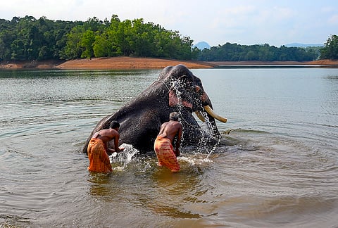 Mahouts bathe Soman, an 85-year-old elephant from the Kottoor Elephant Rehabilitation Centre, in the Neyyar Reservoir on a hot summer day, in Thiruvananthapuram.