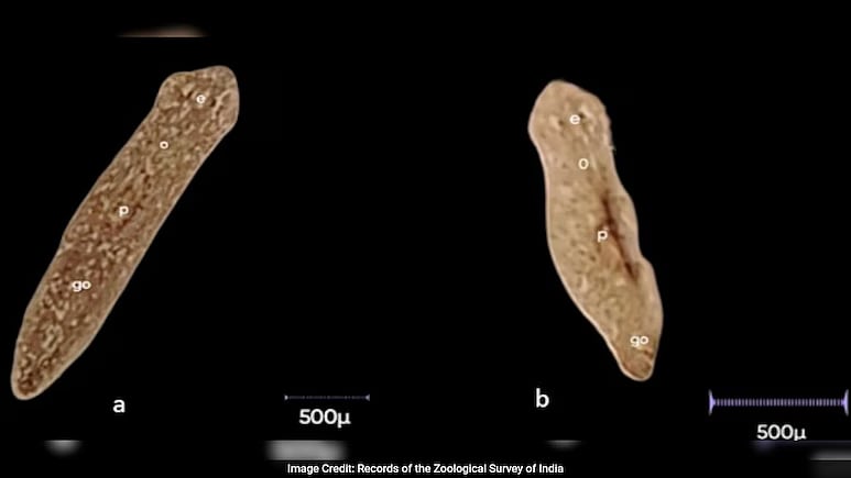 A microscopic view of the newly discovered 'Dugesia punensis' - null