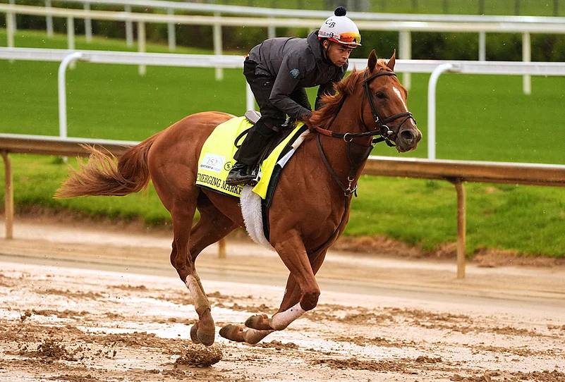 Kentucky Oaks lilies photos