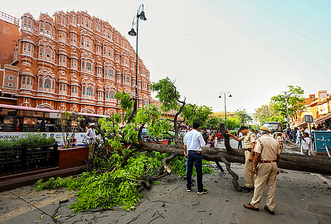 Police personnel inspect an uprooted tree near Hawa Mahal after it collapsed due to strong winds following a storm, in Jaipur.