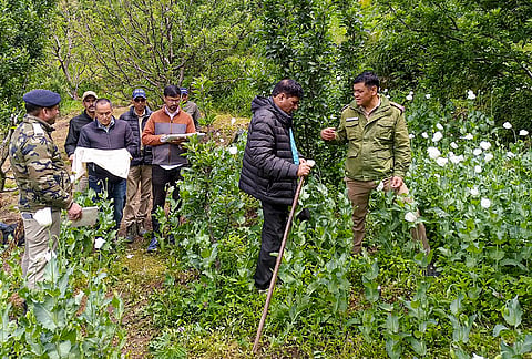 Police and revenue officials during a raid against illegal opium cultivation in Mori area of Uttarkashi district.