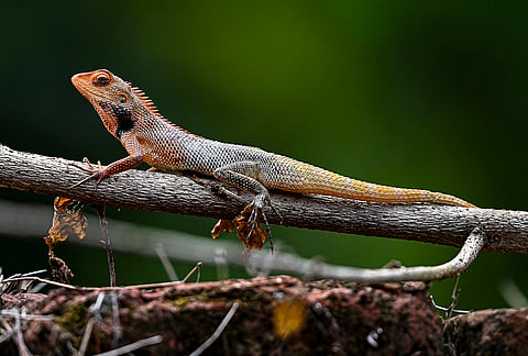 An oriental garden lizard basks on a tree branch, in Nadia, West Bengal.