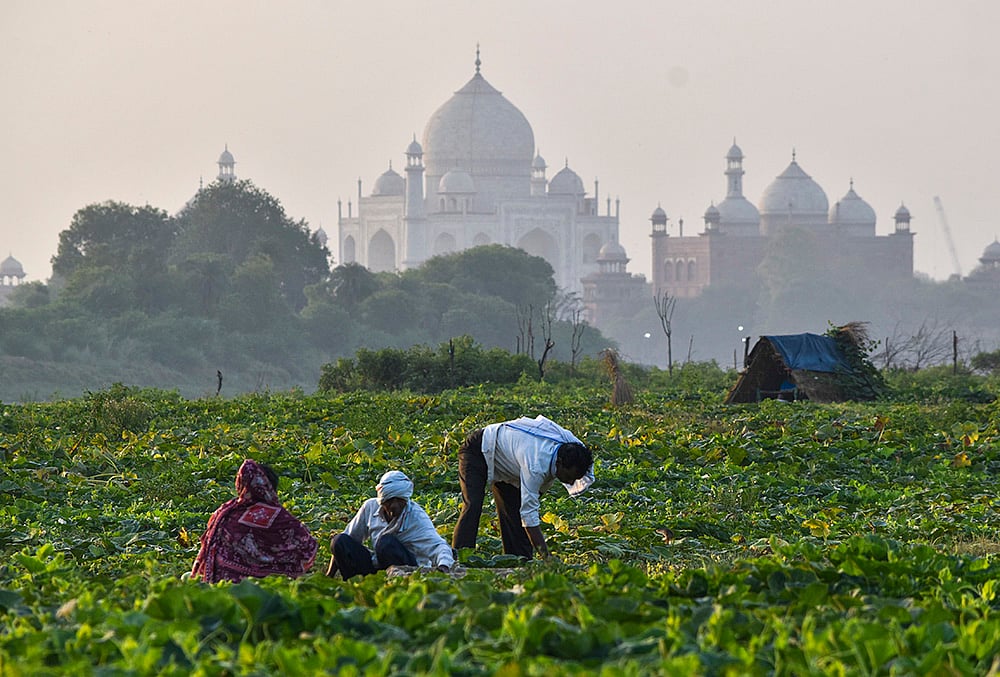 Farmers work in field near Taj Mahal in Agra