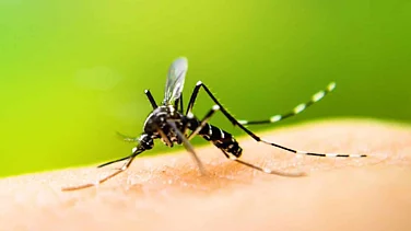 Anuh Pharma Gets WHO Nod For Key Anti-Malarial Ingredient
