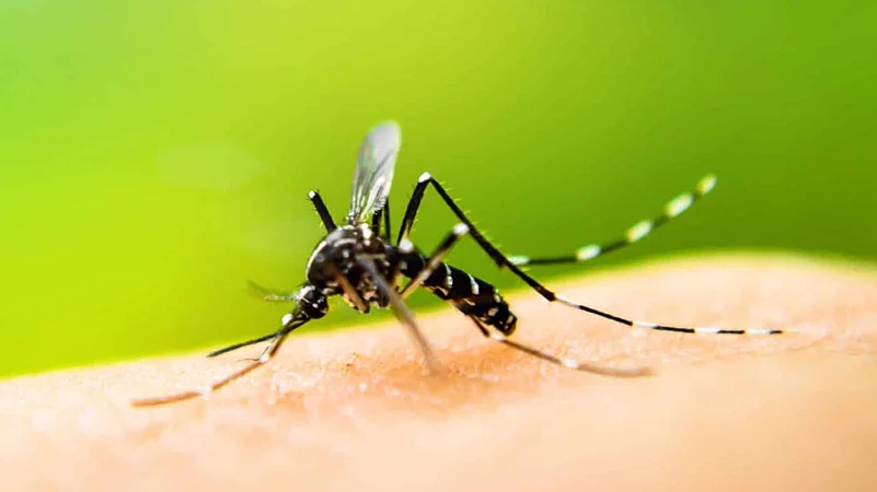 A mosquito